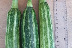 Sheila-Andrews-courgettes